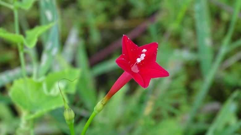 Cypress vine by fence