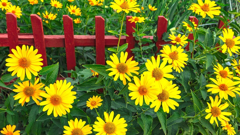 Heliopsis growing by fence