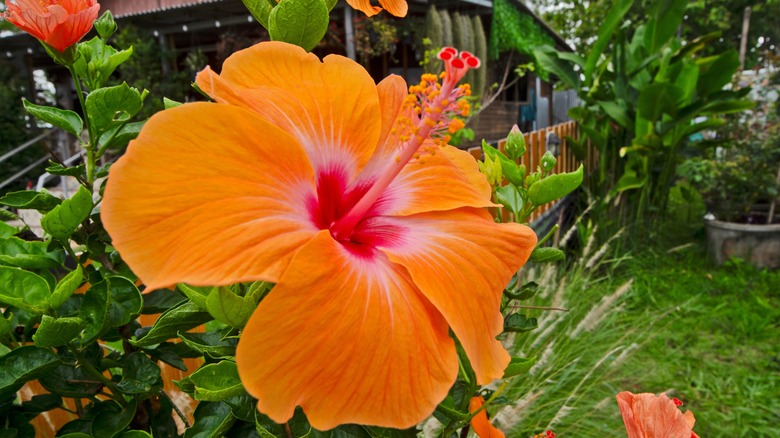 Orange hibiscus by fence