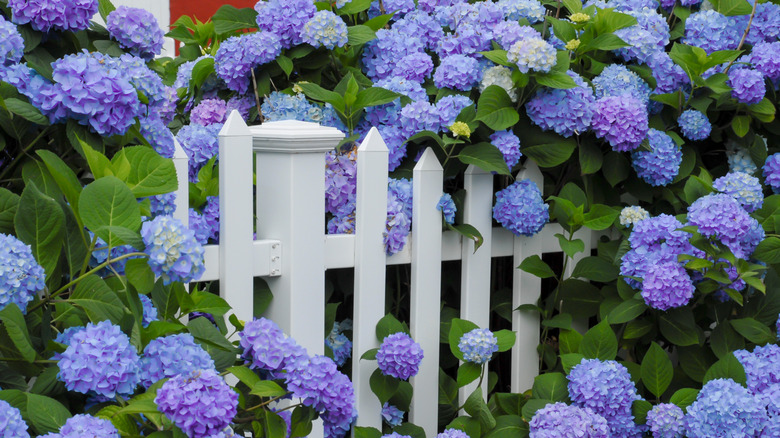 Hydrangea on white picket fence