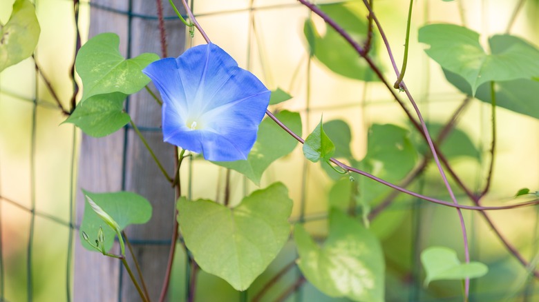 Morning glory on garden fence