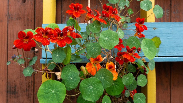 Nasturtium growing against fence