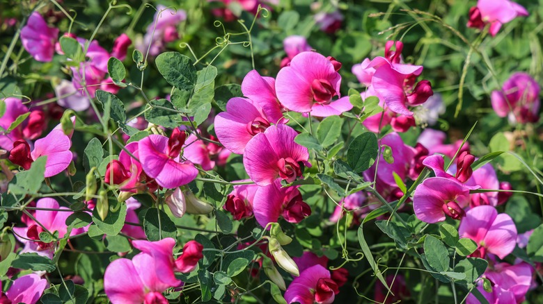 Sweet pea tendrils and flowers