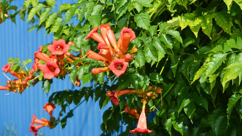 Trumpet vine on metal fence