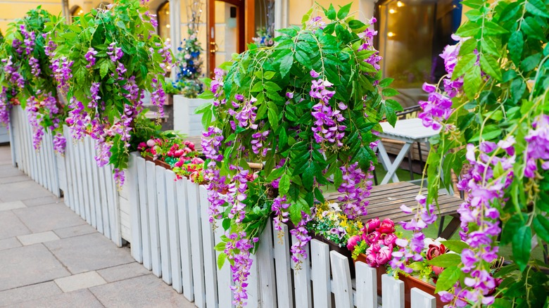 Wisteria growing on fence