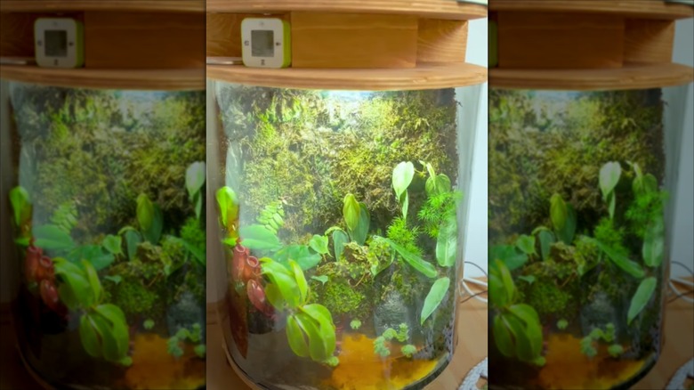 terrarium nightstand with plants