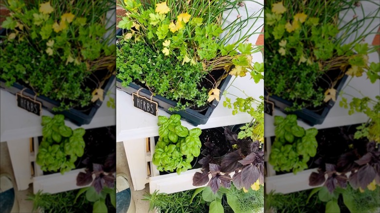 Herb garden in nightstand