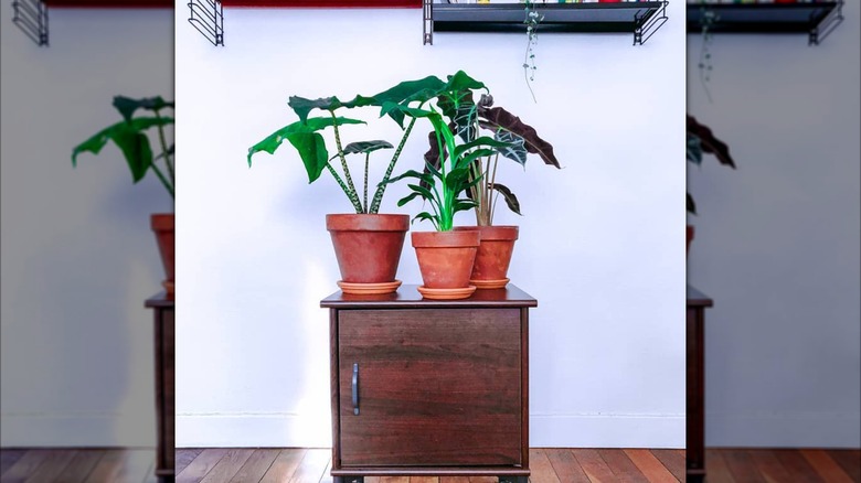 plants on a nightstand