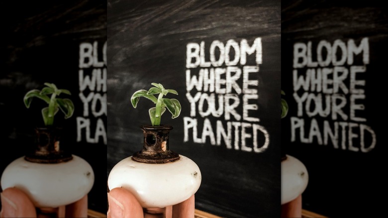 person holding plant in knob