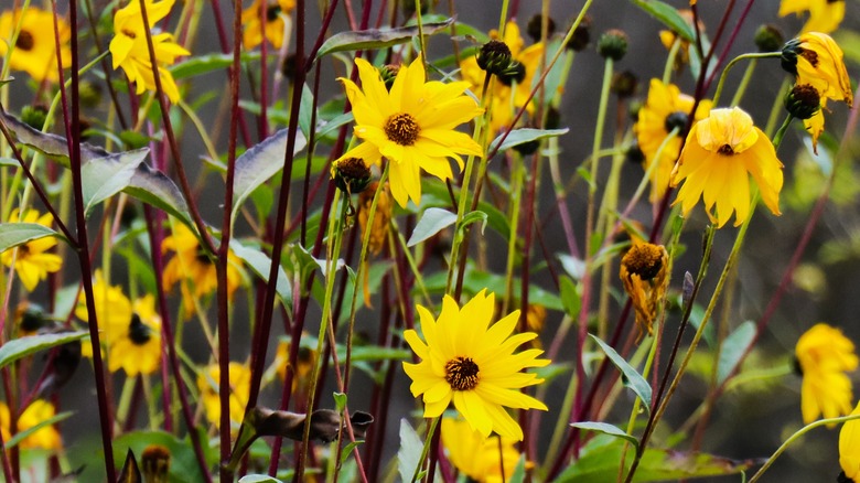 Appalachian sunflower with brown center