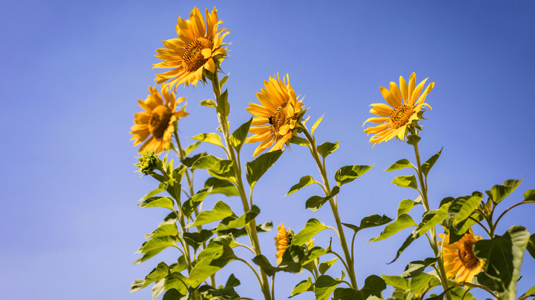 Common sunflowers blooming in sky