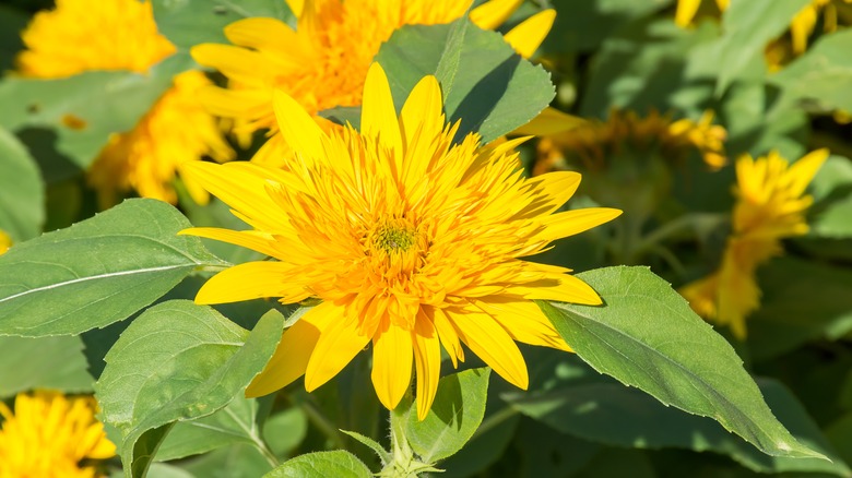 Forest sunflower with yellow petals
