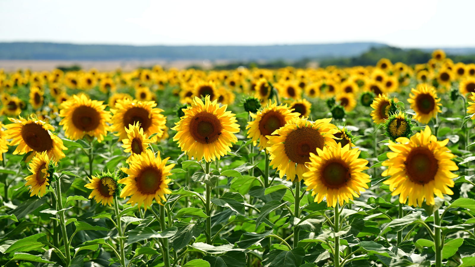 16 Sunflower Species Every Gardening Enthusiast Should Know About