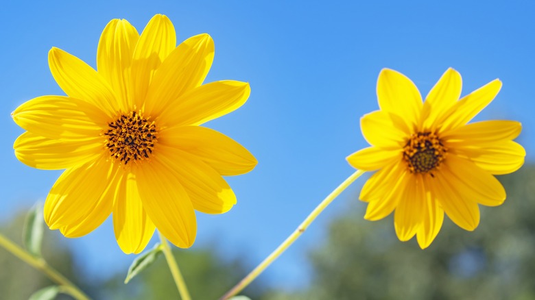 Showy sunflower in bright bloom 