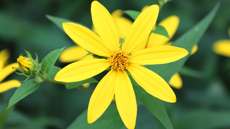 Woodland sunflower with few petals