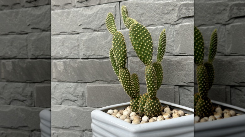 Bunny ears cactus in a white pot outside home