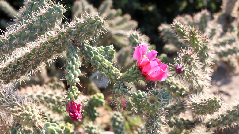 A cane cholla with pink flowers in bloom