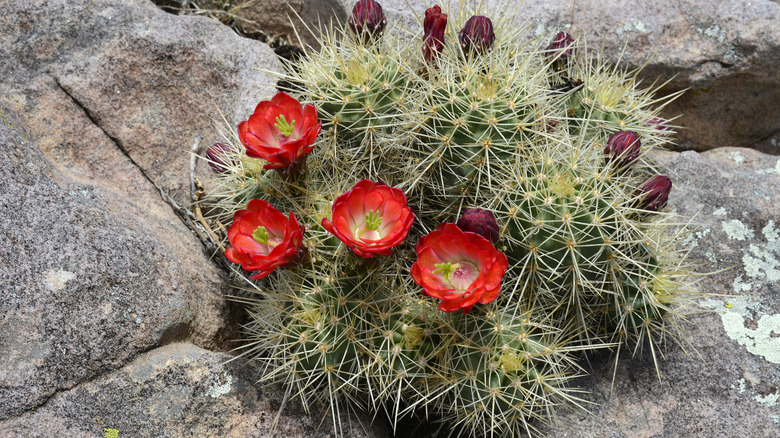 A claret cup cactus with red flowers amid rocky terrain