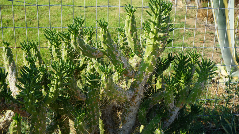 Eve's needle cactus growing along side a fence