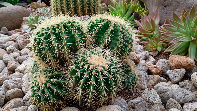 A golden barrel cactus growing large garden stones