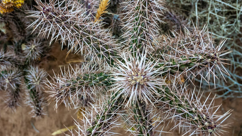 Jumping cholla with silvery yellow spines