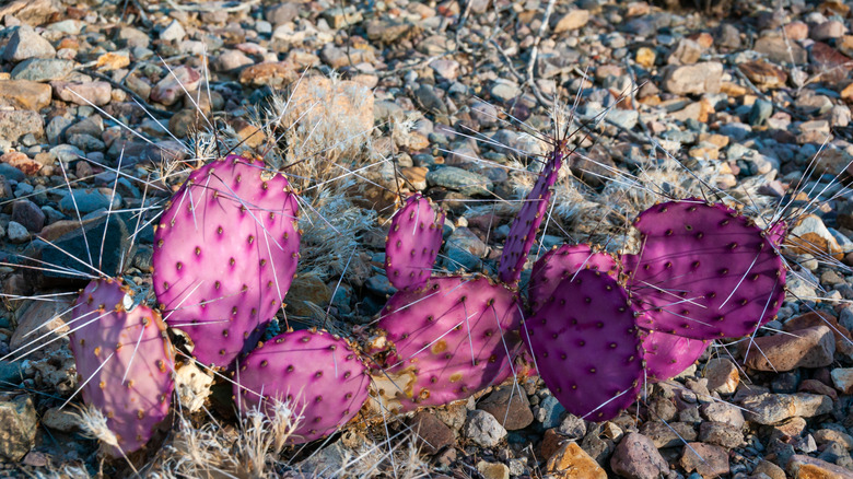 Purplish long-spined prickly pear growing in rocky terrain