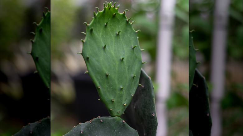 Close up of an old Mexico prickly pear