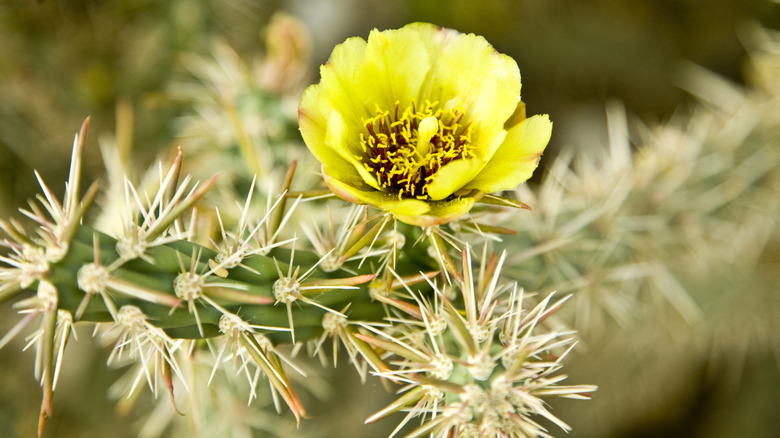 An up close of pencil cholla's yellow flower in bloom