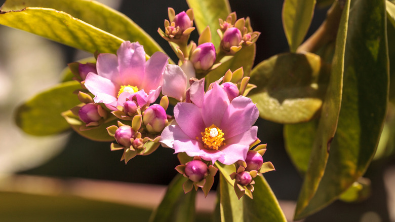 A rose cactus with pink flowers