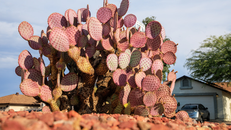 Santa Rita prickly pear outside a home