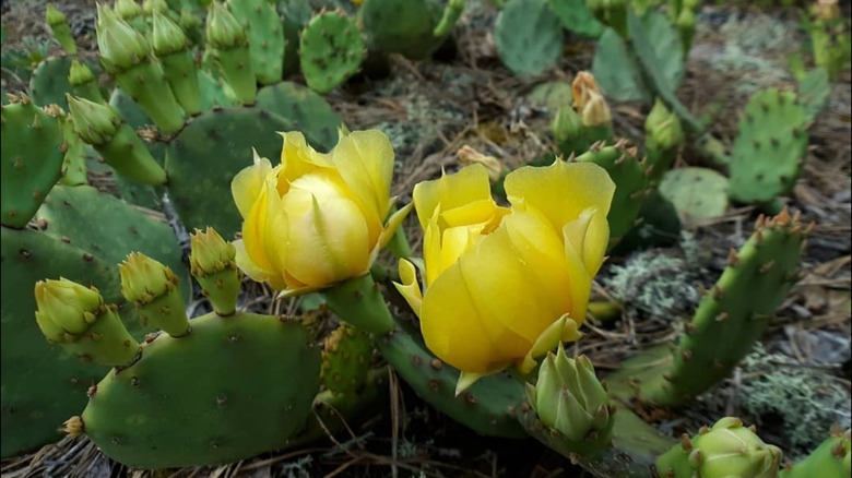 A southeastern prickly pear with yellow flowers