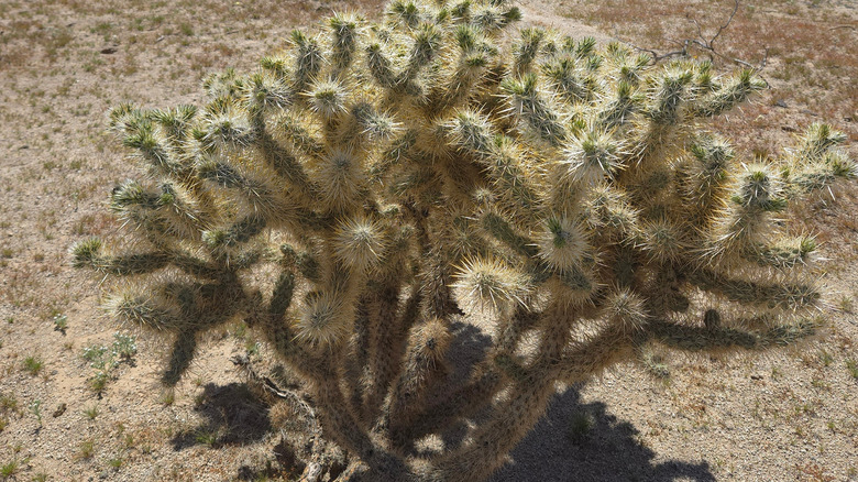 Teddy bear cactus amid desert