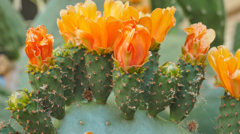 Texas prickly pear blooming orange flowers