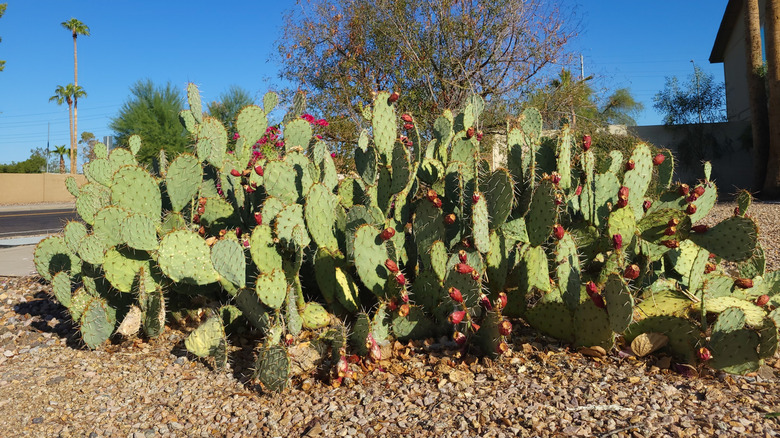 a tulip prickly pear growing in a rocky landscape