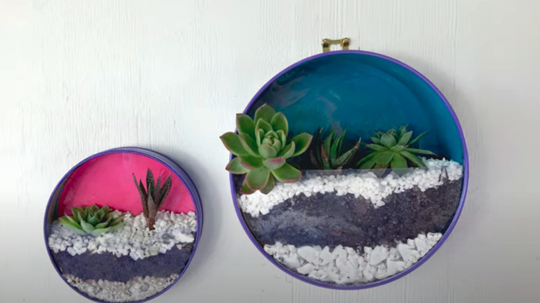 Wall terrarium with plants