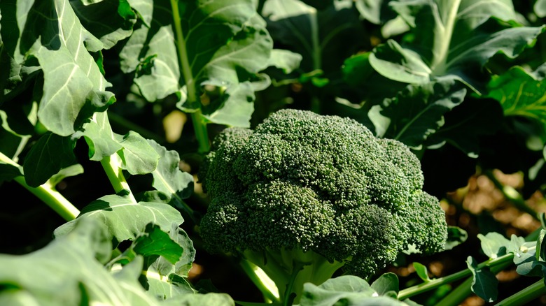 broccoli growing in the garden