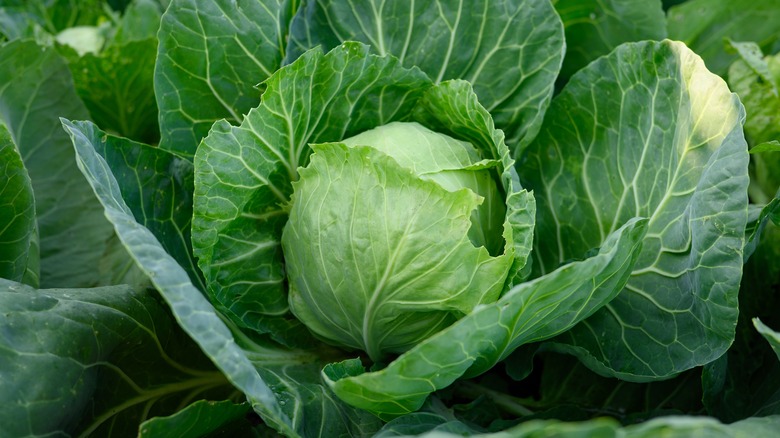 cabbage growing in the garden