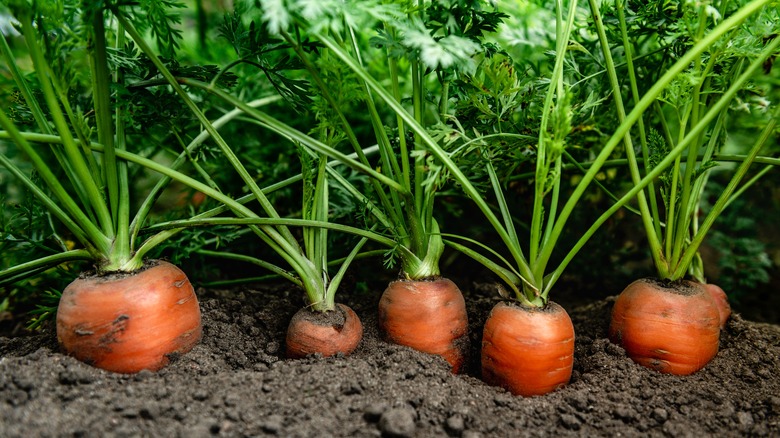 carrots growing in the garden