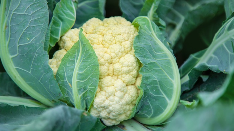 cauliflower in the garden