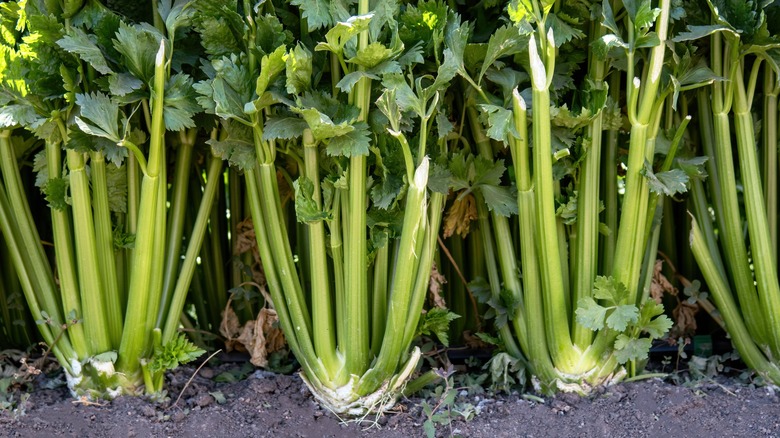 celery growing in the garden