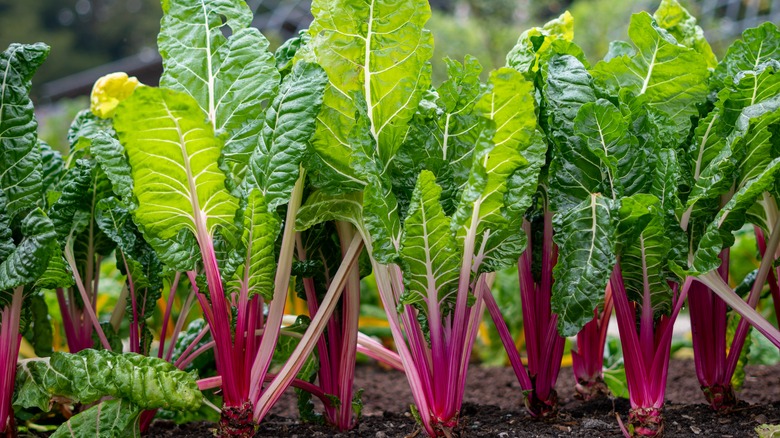 chard growing in the garden