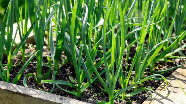 garlic growing in garden bed