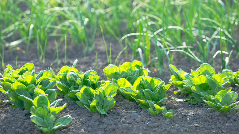 vegetable patch with spinach 