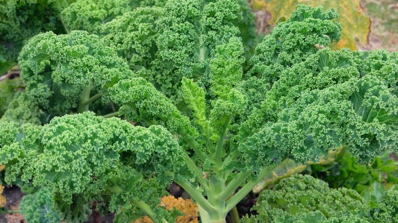 large kale plant in garden