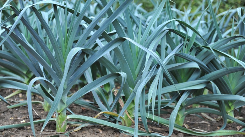 leeks growing in the garden