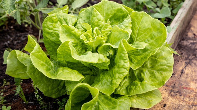 large lettuce plant in garden