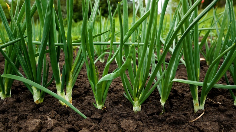 onions growing in the garden