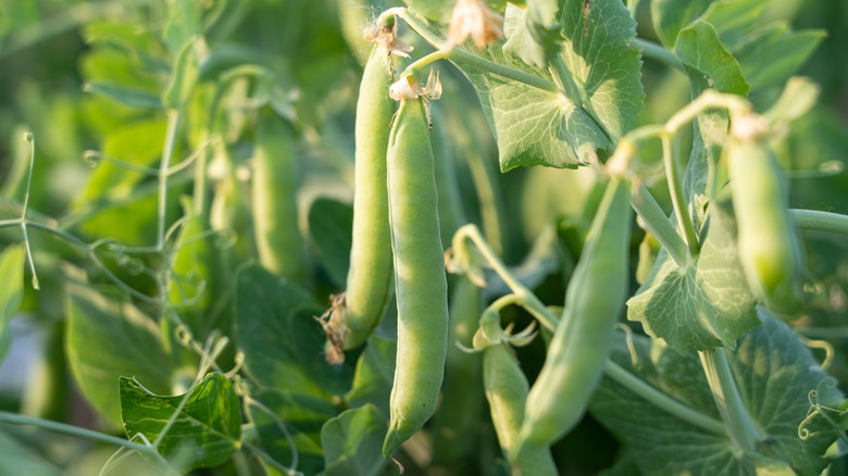 peas growing in the garden