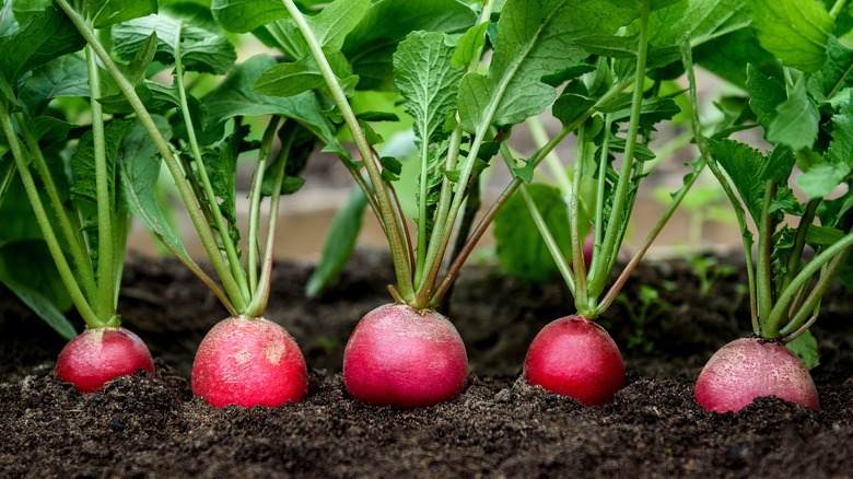 radishes growing in the garden