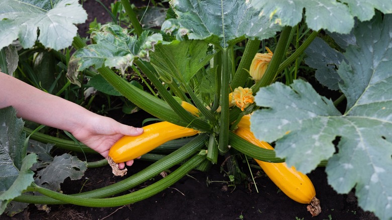 squash plant growing in garden